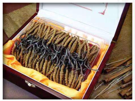 库车冬虫夏草回收